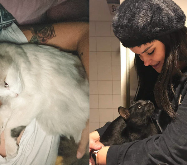Como eu perdi o medo de gato